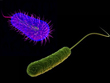 E.coli_i_P.aeruginosa