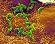 bacter