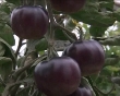 black_tomato