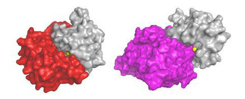 cink-gistidinovii_komplex3