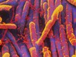 clostridium difficile