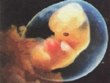 embryon 2