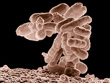 escherichia_coli