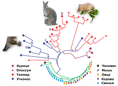 filogeneticheskoe_derevo