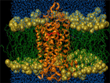 gpcr