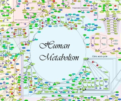 metabolism cell 2