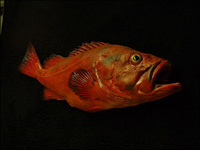 okun