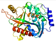 plasmodium