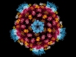 reovirus