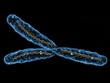 ychromosome